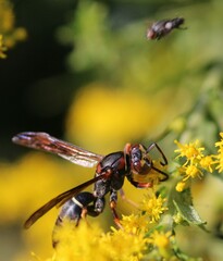 Polistes metricus