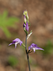 Cephalanthera rubra
