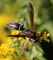 Polistes metricus