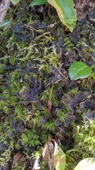 Peltigera collina