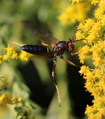 Polistes metricus