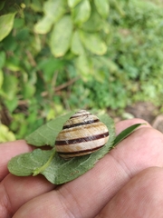 Caucasotachea vindobonensis