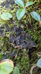 Peltigera collina