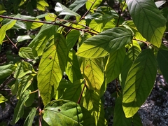 Frangula caroliniana