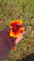 Gaillardia