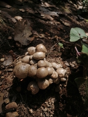 Lyophyllum decastes