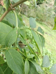 Caucasotachea vindobonensis