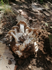 Lyophyllum decastes