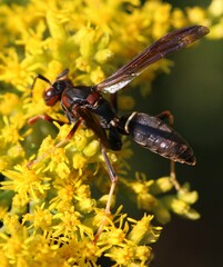 Polistes metricus