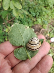 Caucasotachea vindobonensis