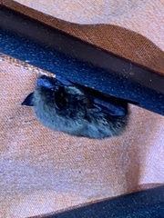 Nycticeius humeralis