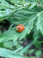 Hesperomyces harmoniae
