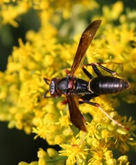 Polistes metricus
