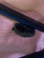 Nycticeius humeralis