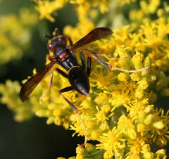 Polistes metricus