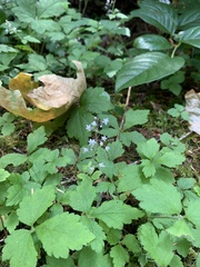 Tiarella trifoliata trifoliata