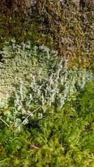 Cladonia squamosa