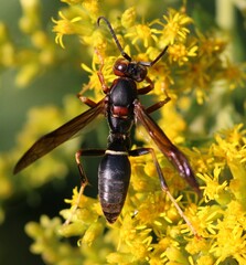Polistes metricus