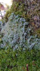 Cladonia squamosa