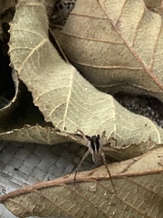 Pardosa