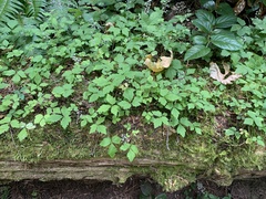 Tiarella trifoliata trifoliata