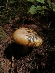 Amanita basii