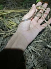 Atractus trilineatus