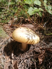 Amanita basii