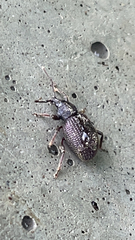 Otiorhynchus rugosostriatus