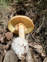 Amanita basii
