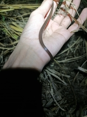 Atractus trilineatus