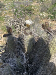 Trichocereus deserticola