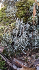Cladonia squamosa