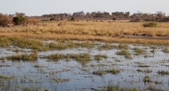 Syncerus caffer caffer