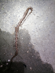 Leptodeira ashmeadii