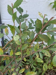 Ulmus alata