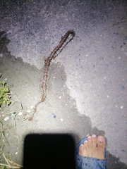 Leptodeira ashmeadii