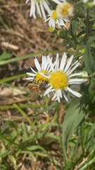 Apis mellifera