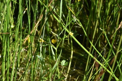 Ranunculus sceleratus