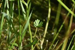 Ranunculus sceleratus
