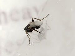 Chersodromia inusitata