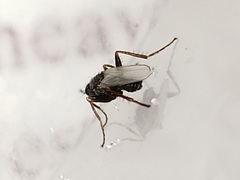 Chersodromia inusitata