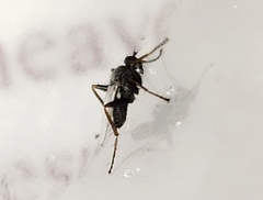 Chersodromia inusitata