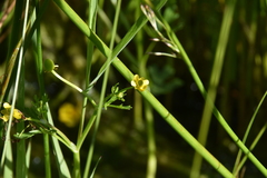 Ranunculus sceleratus