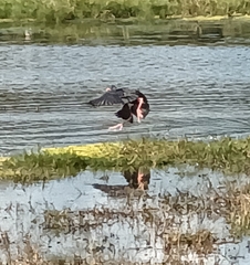 Porphyrio madagascariensis