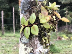 Codonanthopsis
