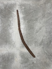 Araucariaceae