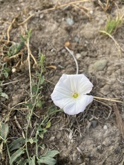 Calystegia subacaulis