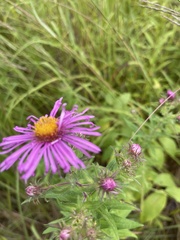 Symphyotrichum novae-angliae