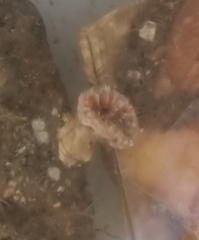 Caryophyllia smithii